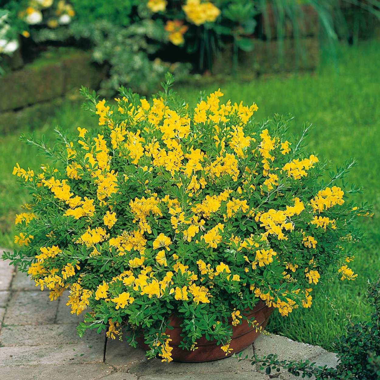 Ракитник чернеющий