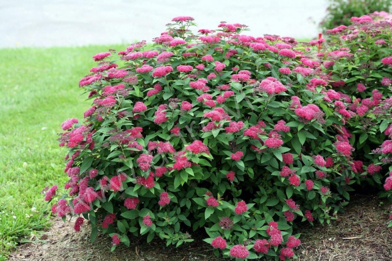 Спирея японская дартс ред