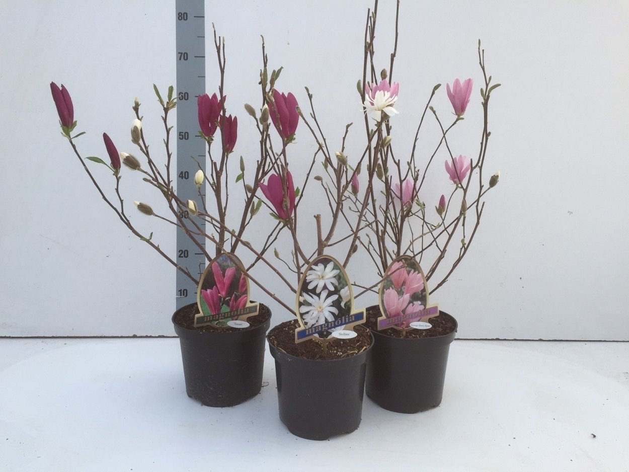 Магнолия в горшке р9