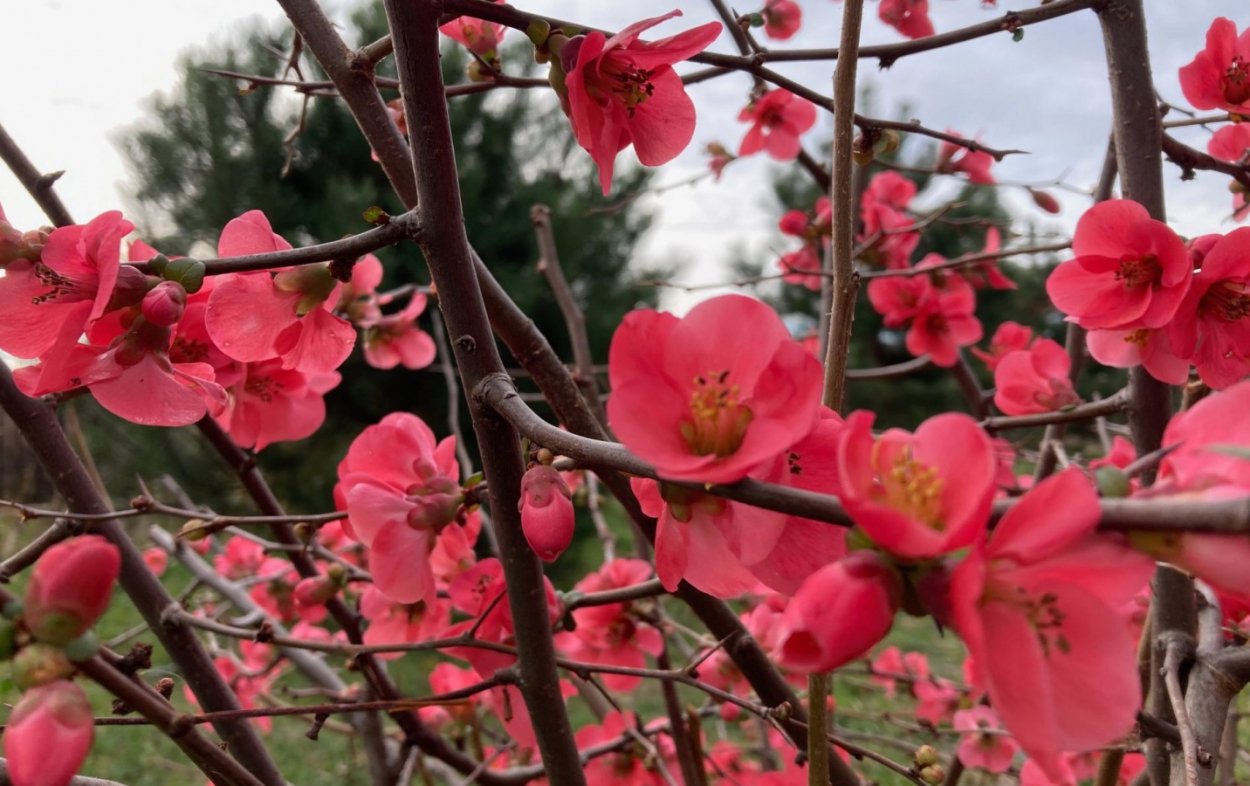 Магнолия цветет в Сочи
