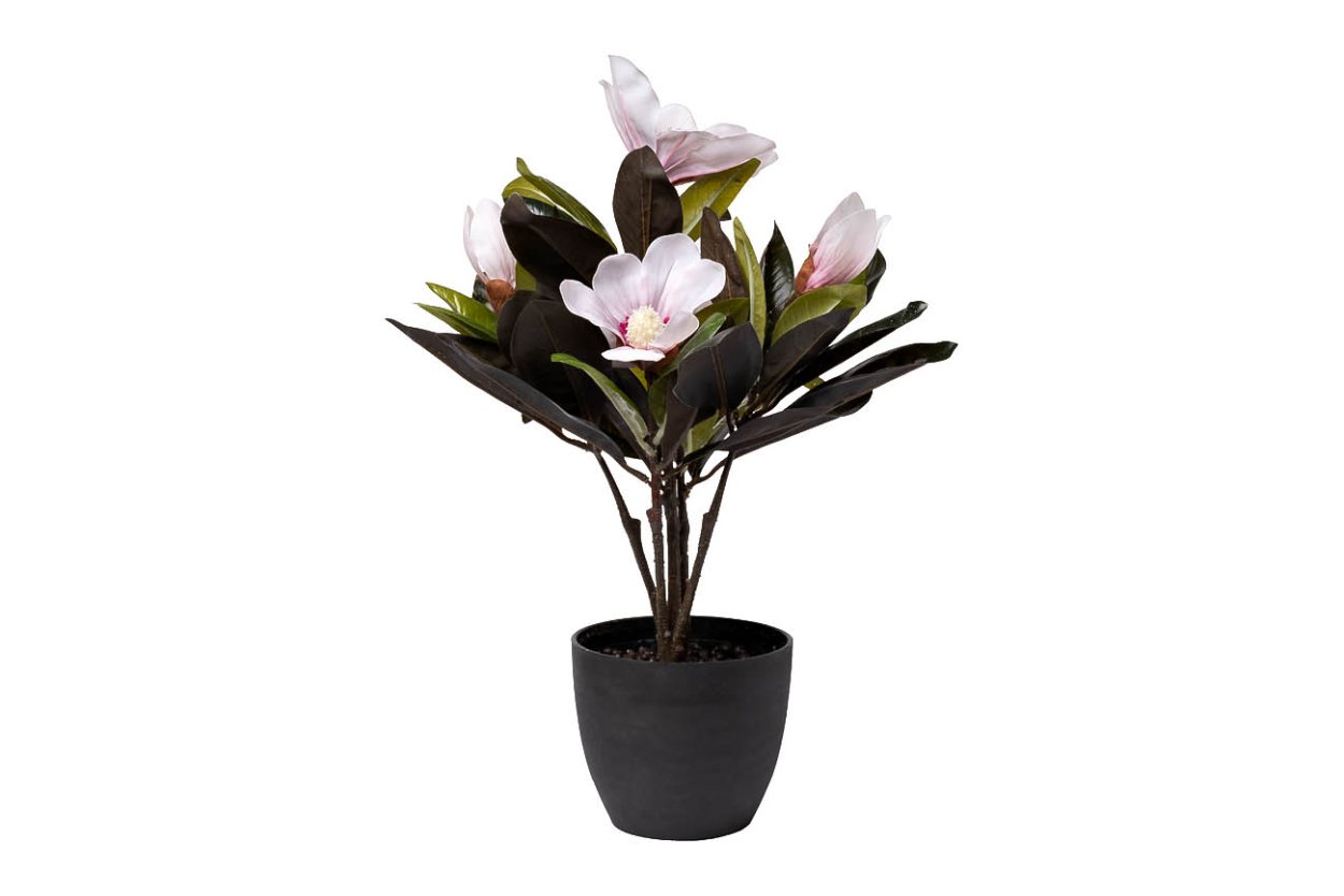 Магнолия в горшке