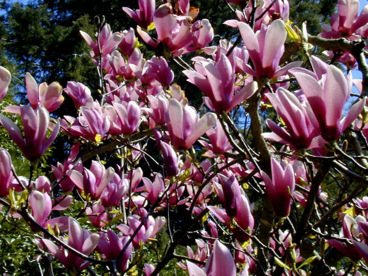 Сочинский Дендрарий Магнолия