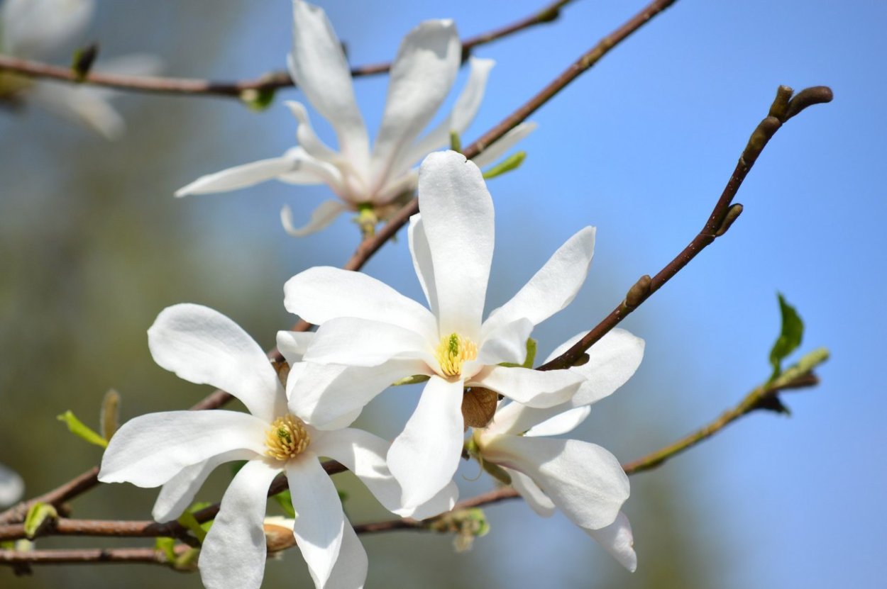 Магнолия Кобус (Magnolia