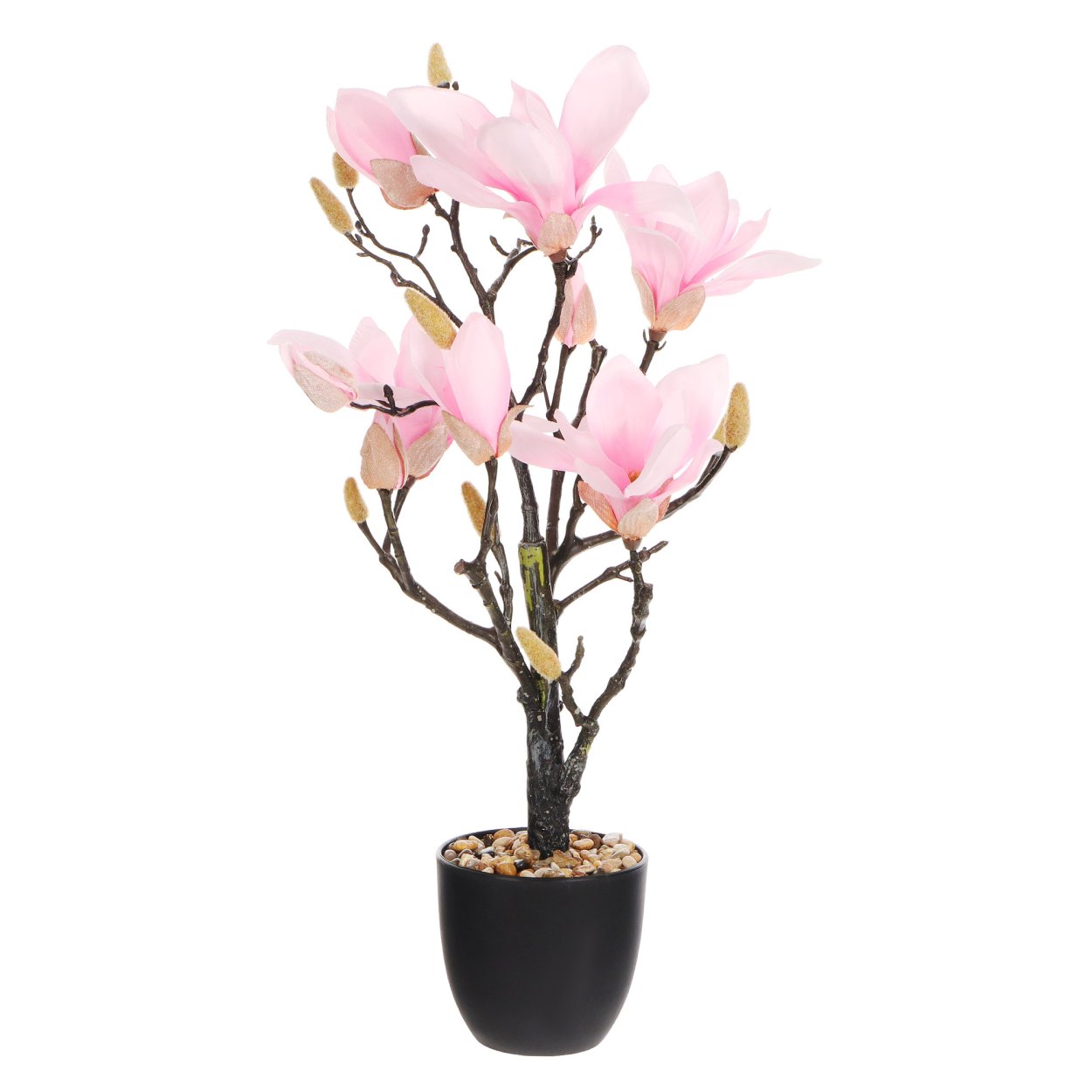 Магнолия горшечная