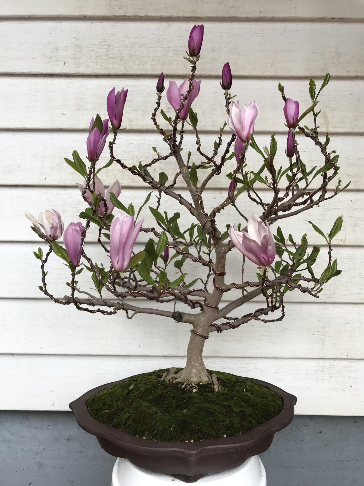 Магнолия дерево бонсай