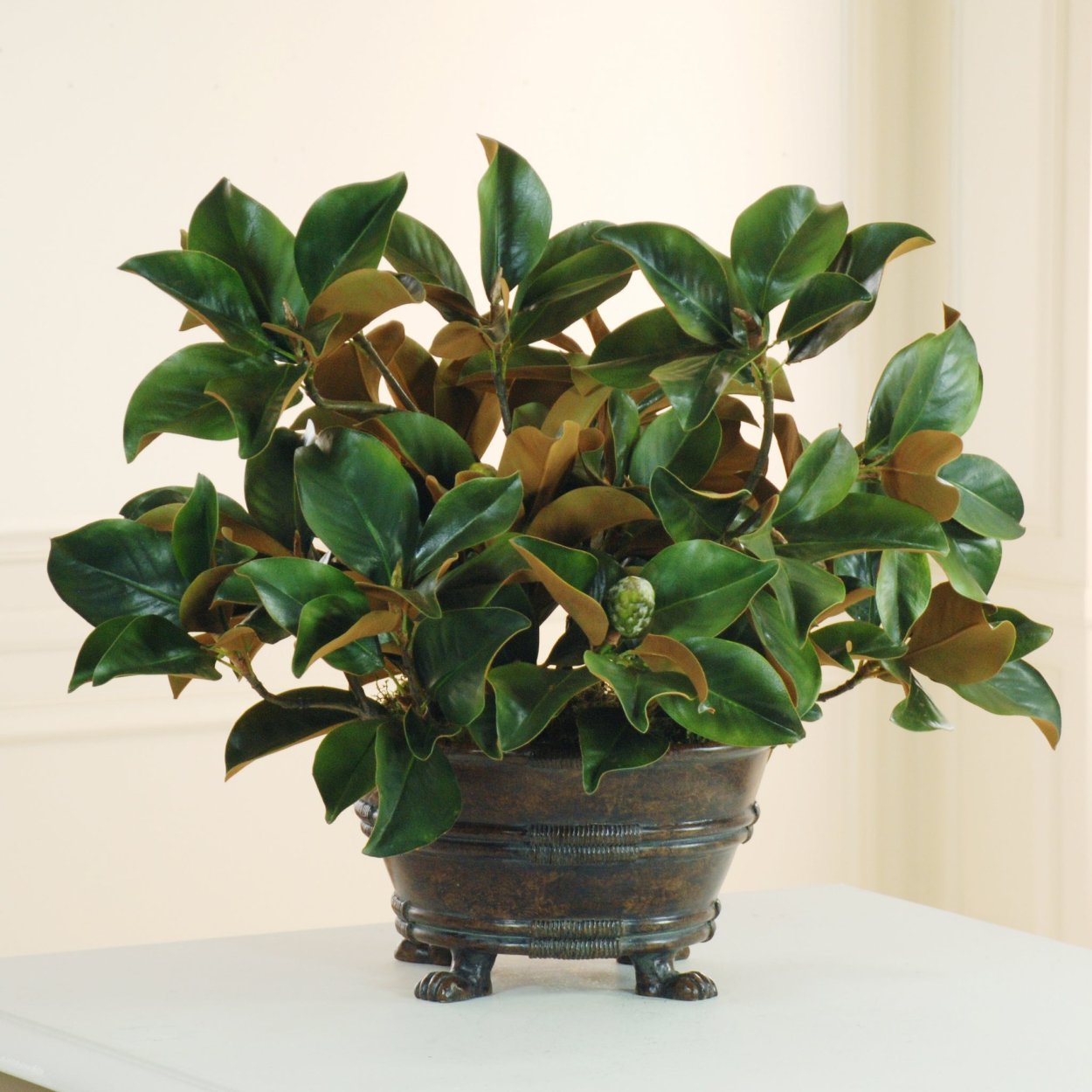 Магнолия цветок комнатный