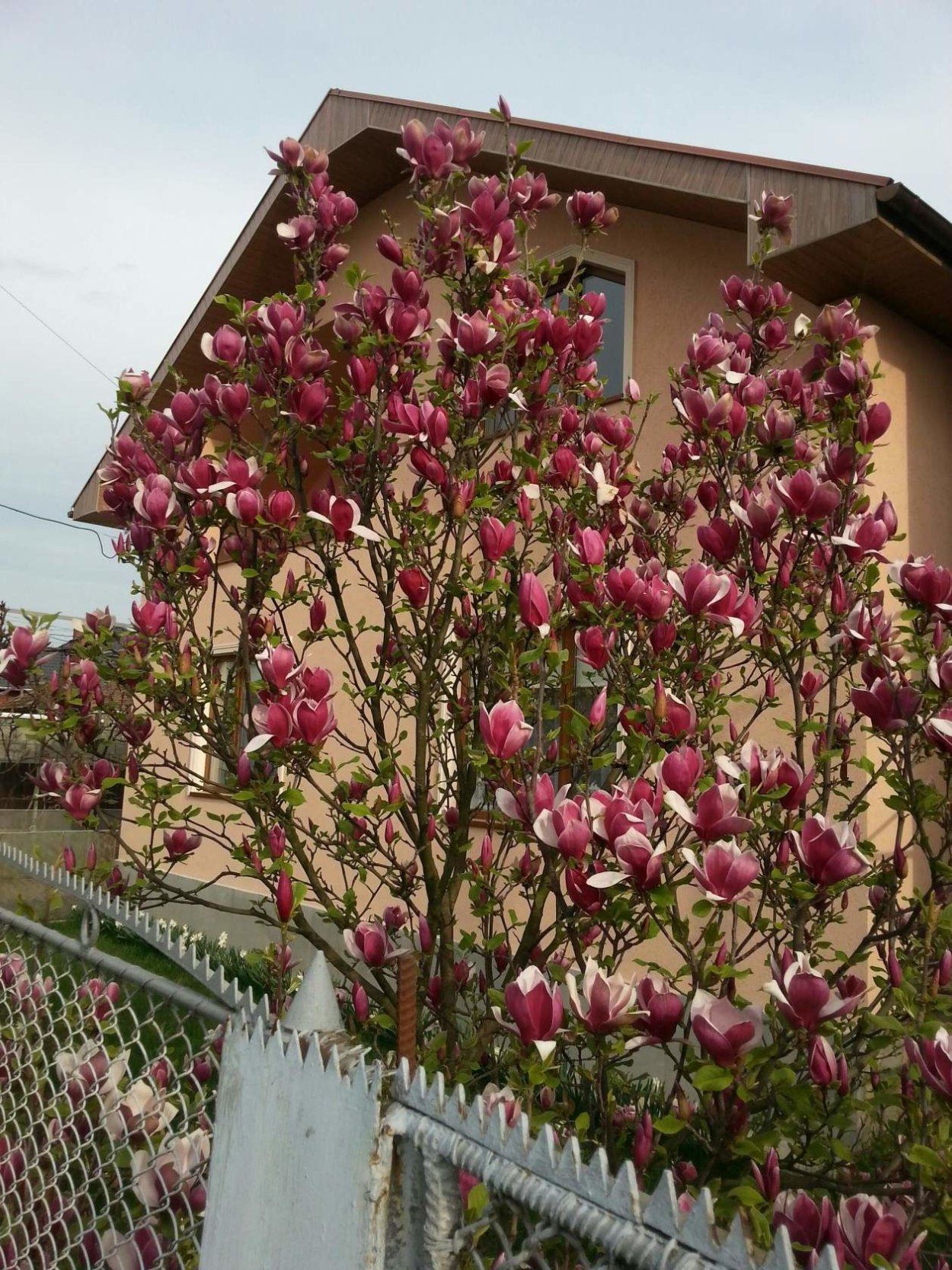 Магнолия плетистая