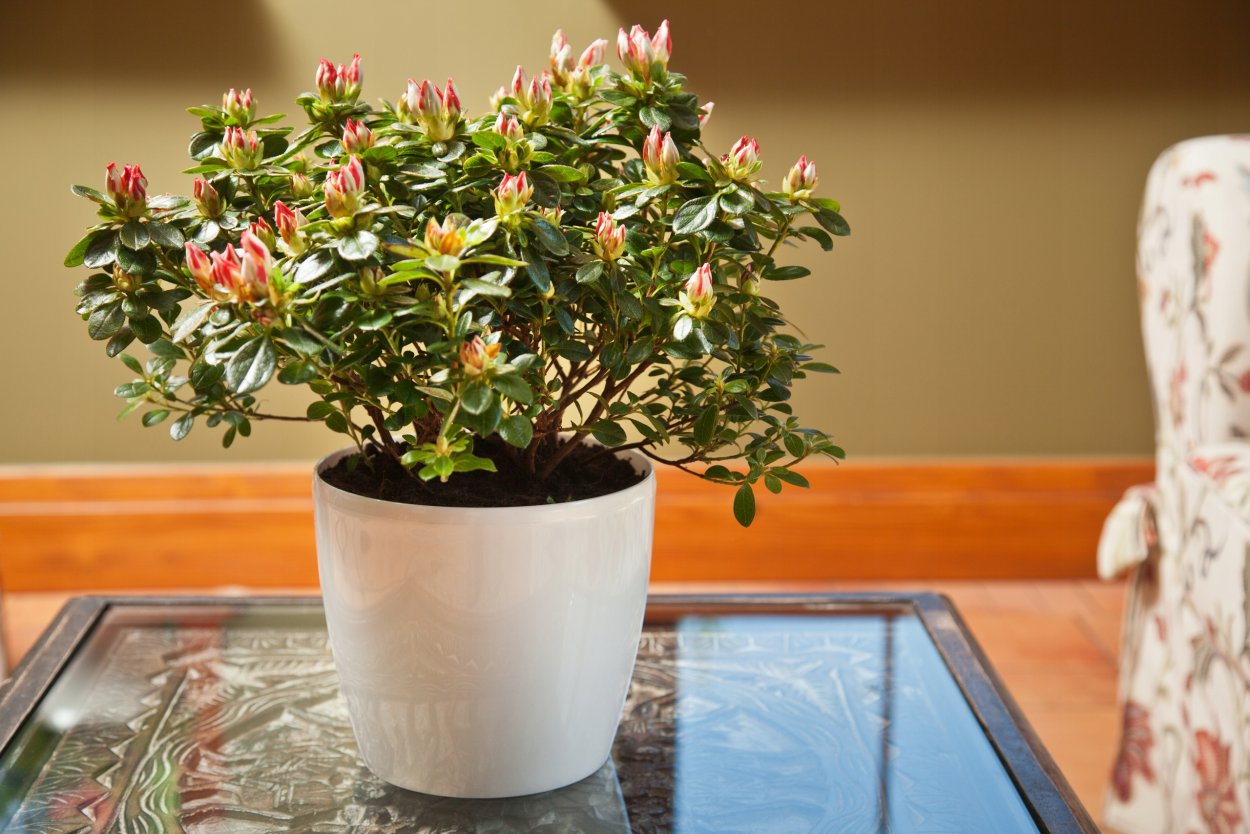 Горшок Магнолия 155