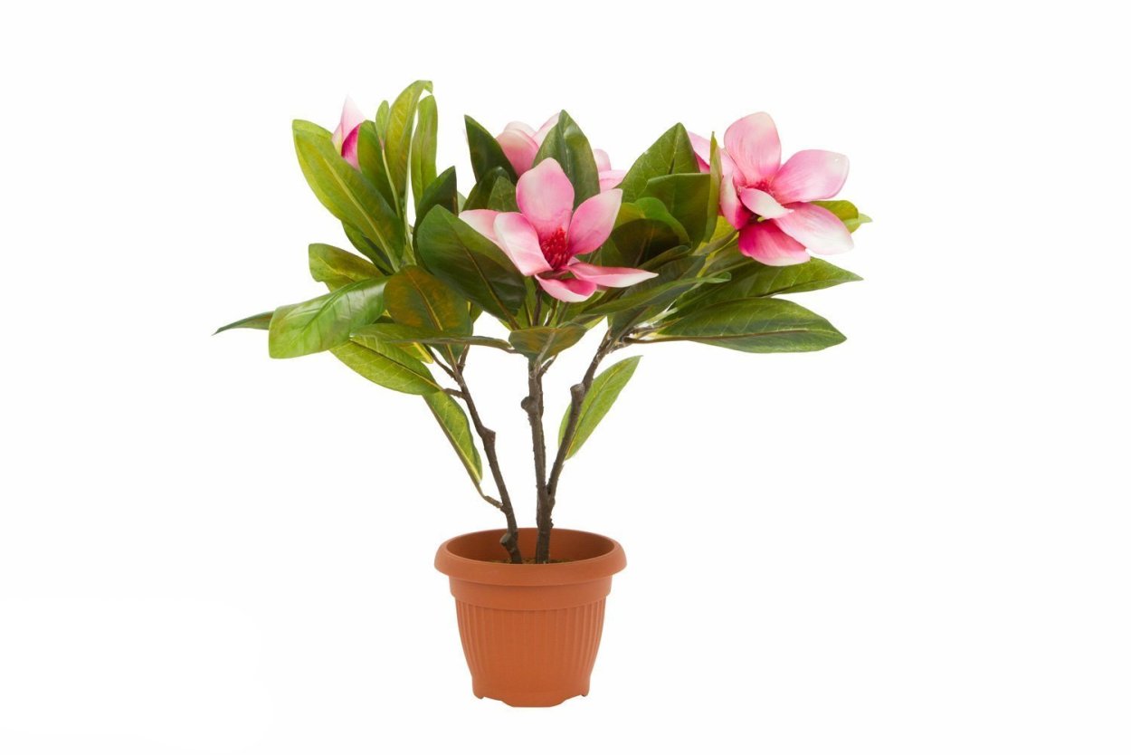 Магнолия горшечная комнатная