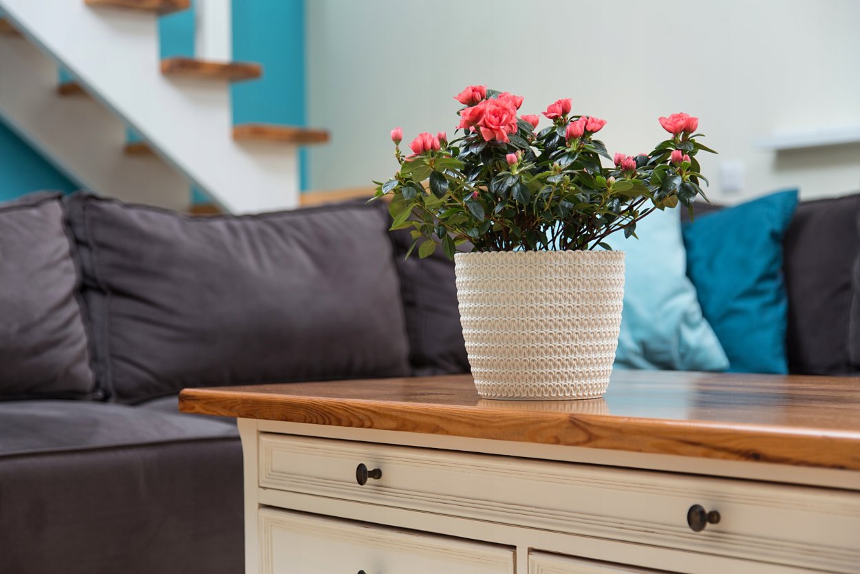 Magnolia Jersey горшки