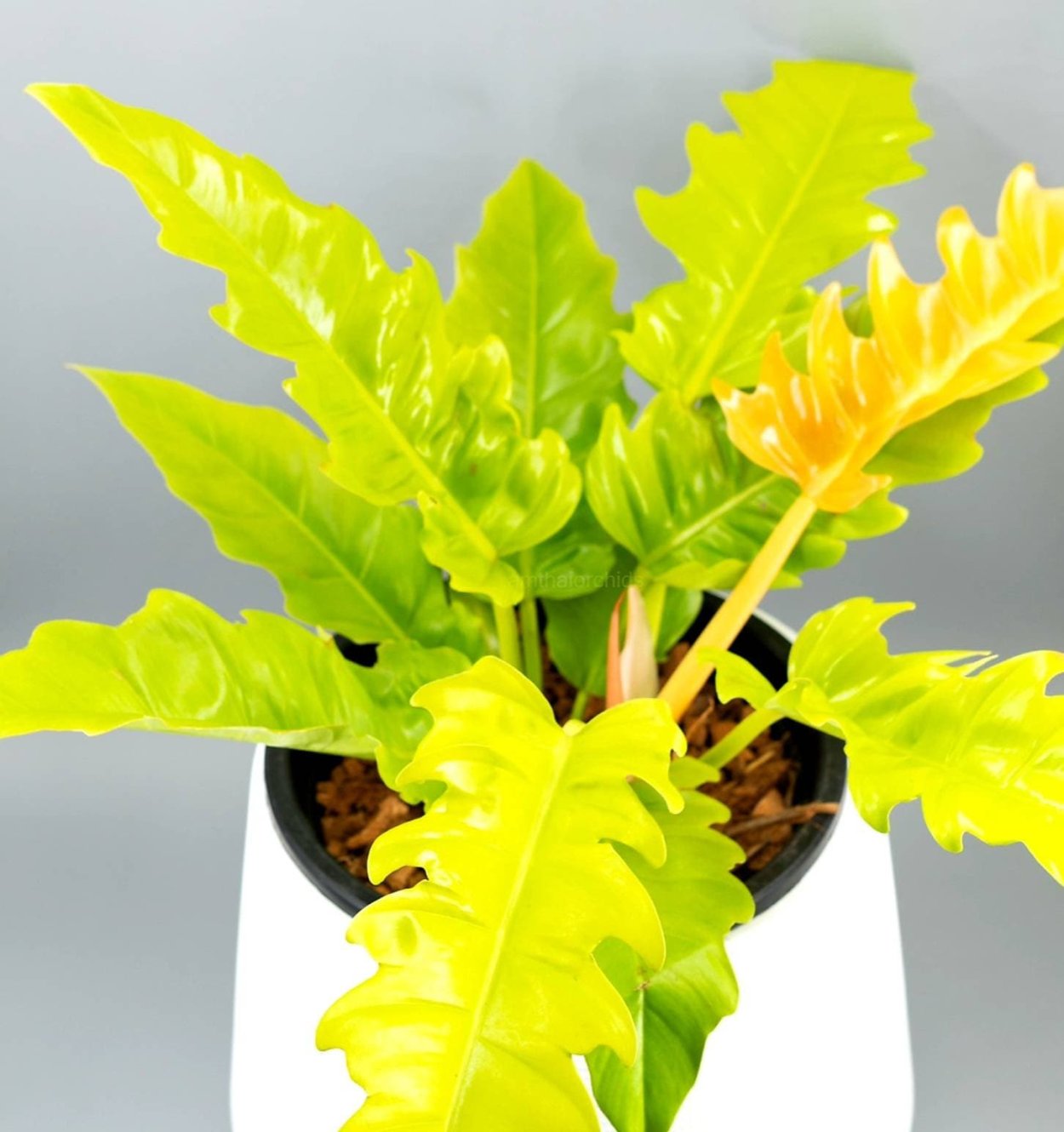 Филодендрон крокодил