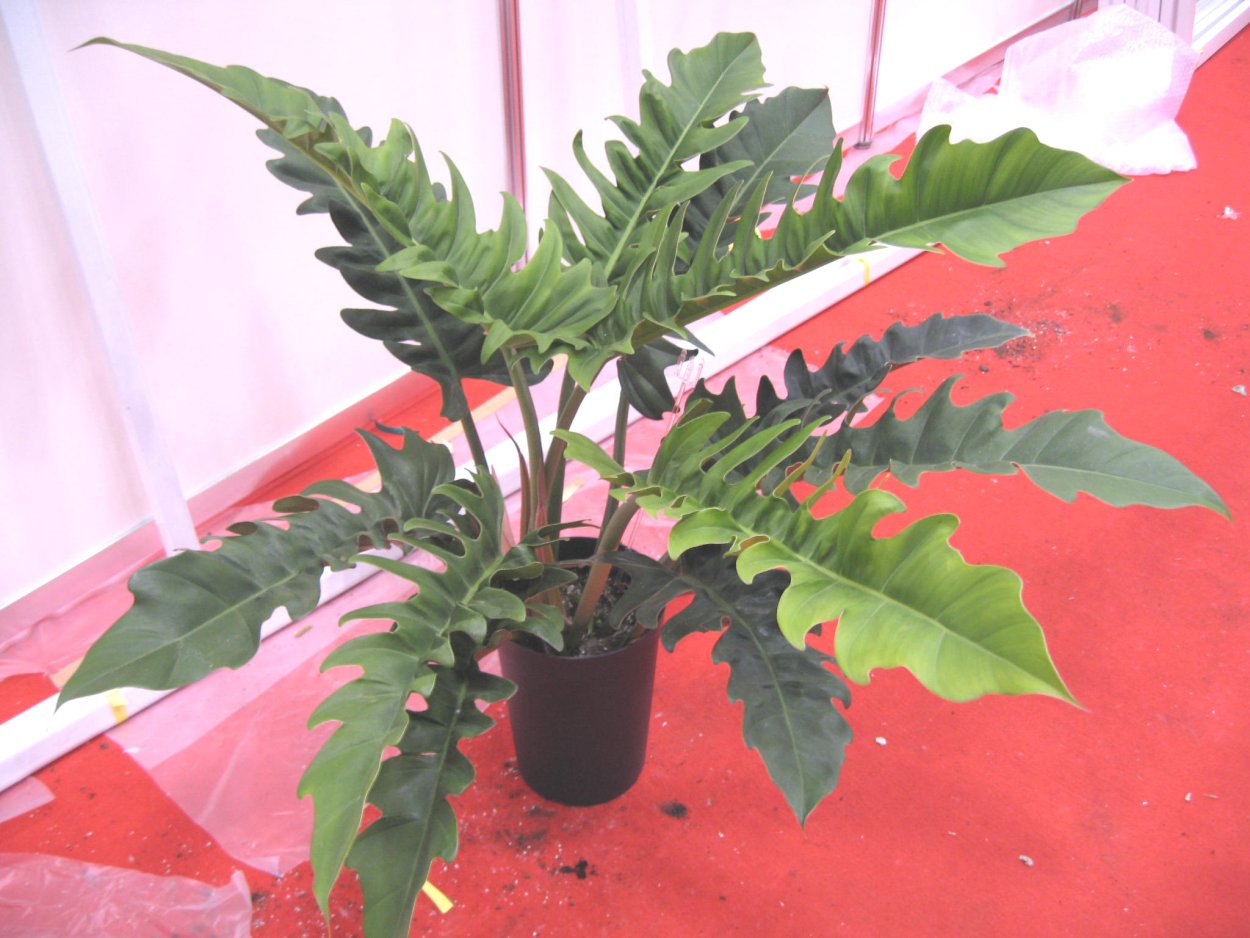 Филодендрон Нарроу Эскейп