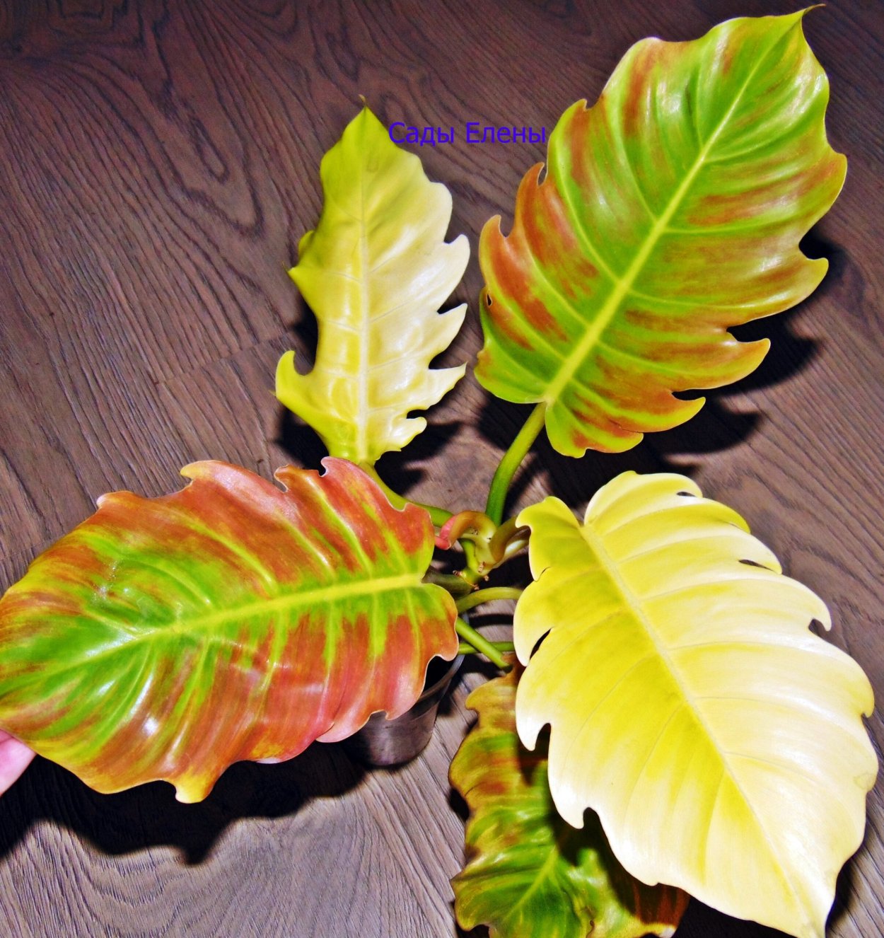 Филодендрон ПИНАТИФИДУМ