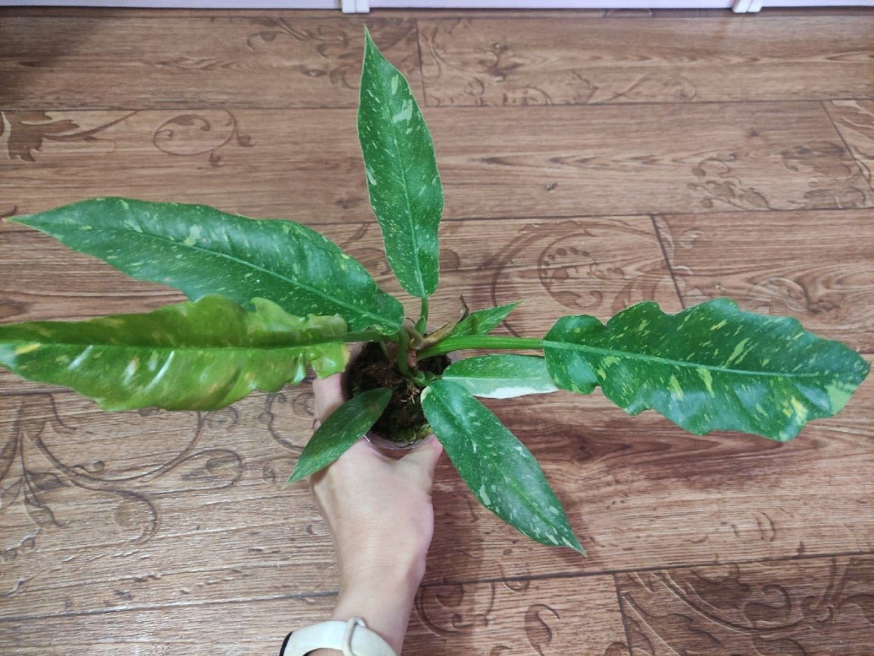 Филодендрон ринг оф Файер