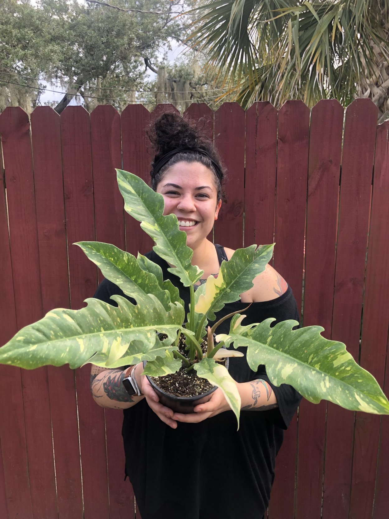 Филодендрон Ринго фаер