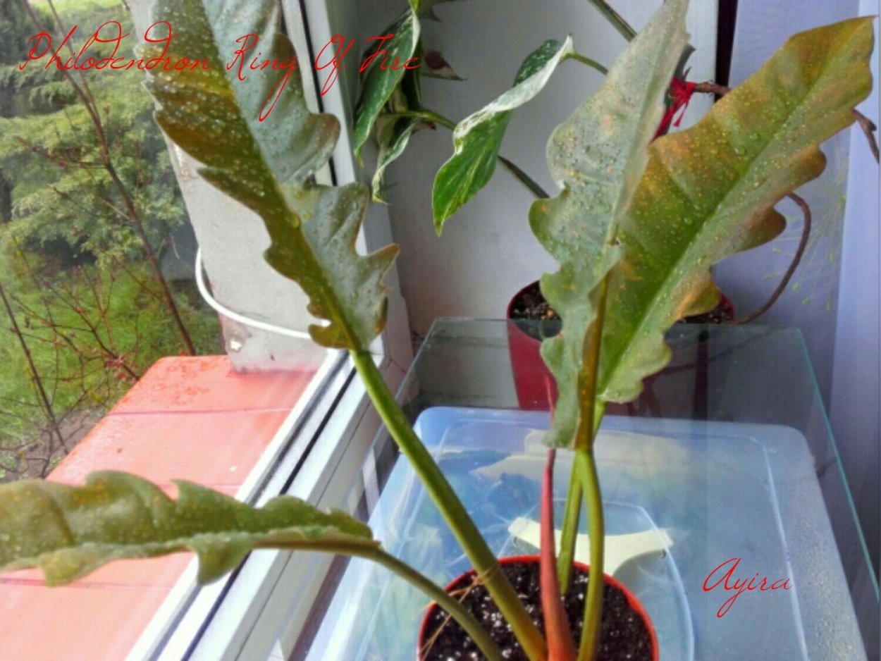 Филодендрон ринг оф Файер