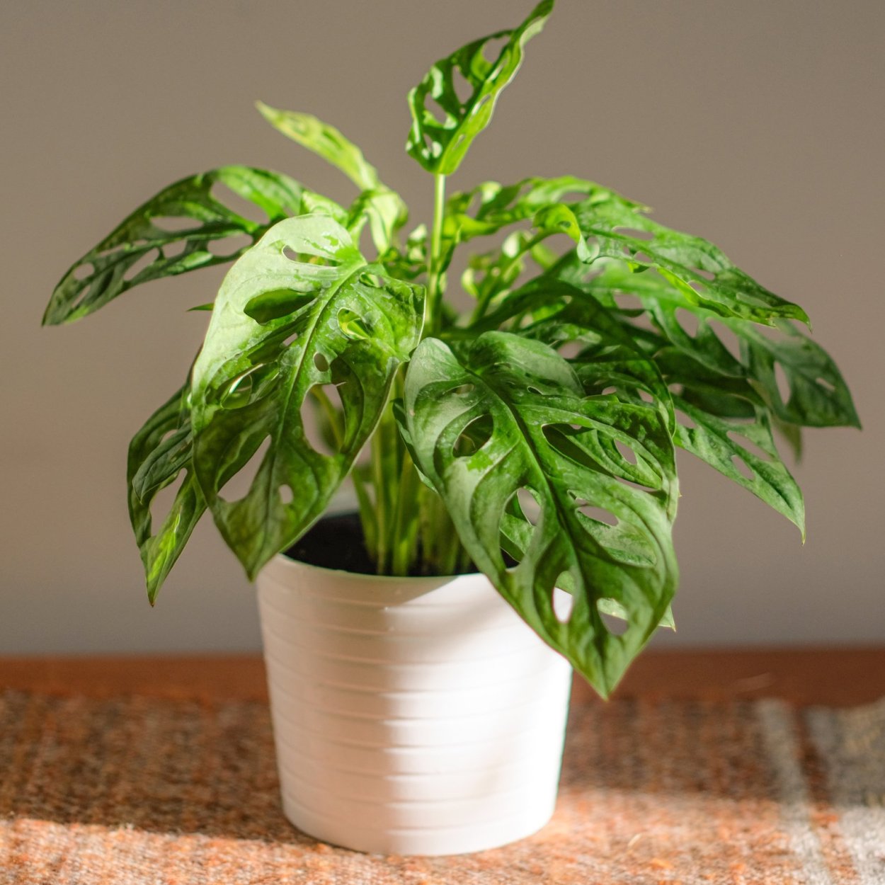 Монстера adansonii