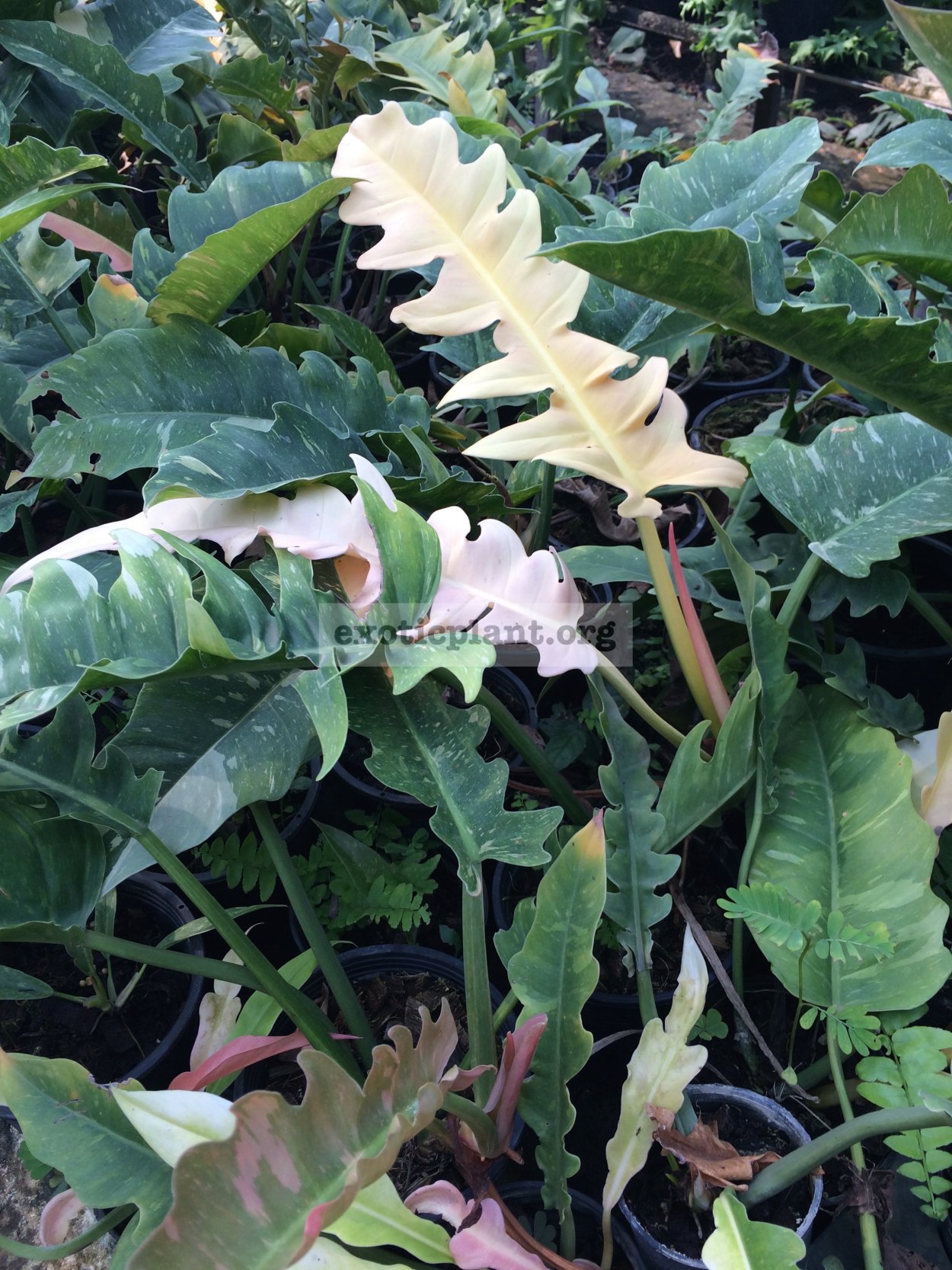 Филодендрон ринг оф Файер