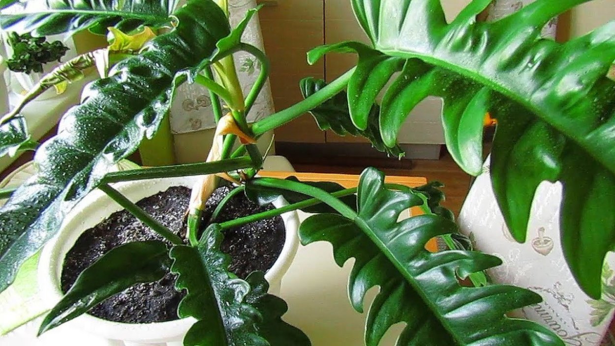 Филодендрон Jungle Boogie