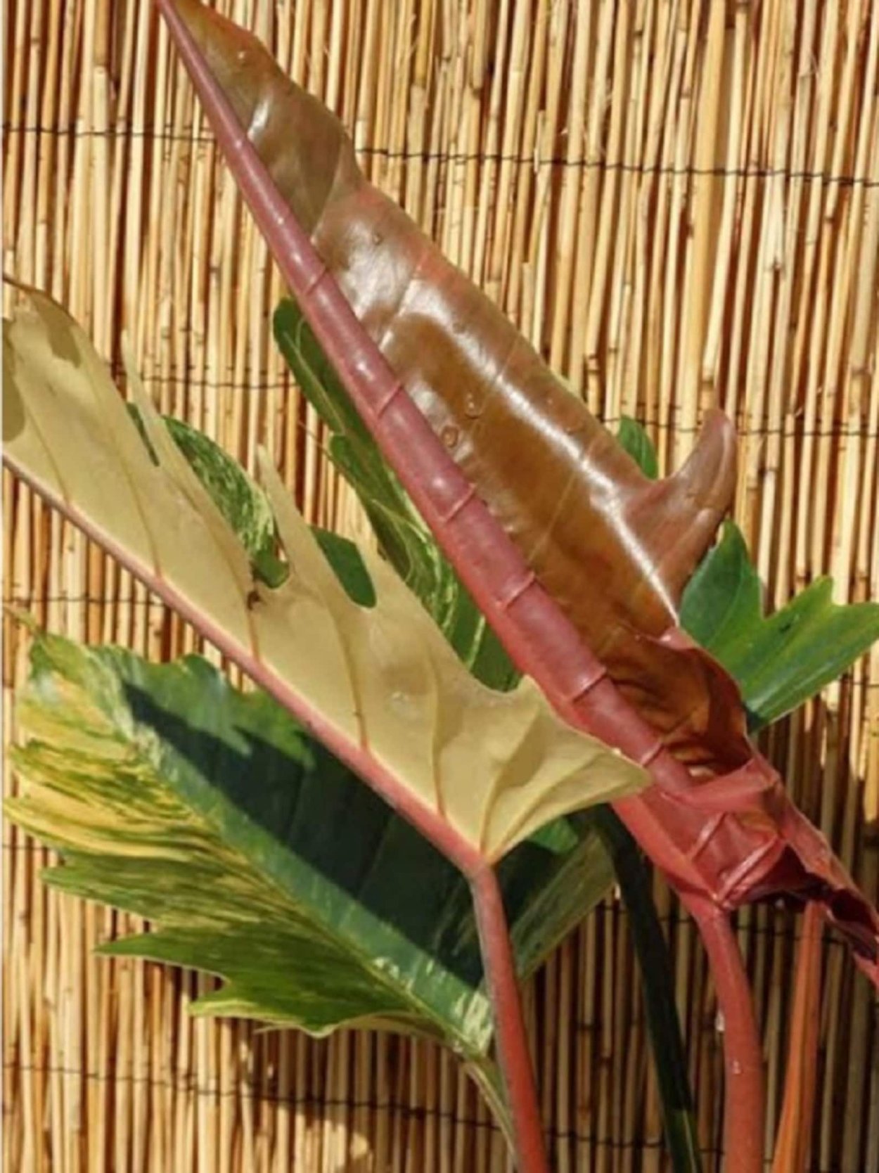 Филодендрон карамель Марбл