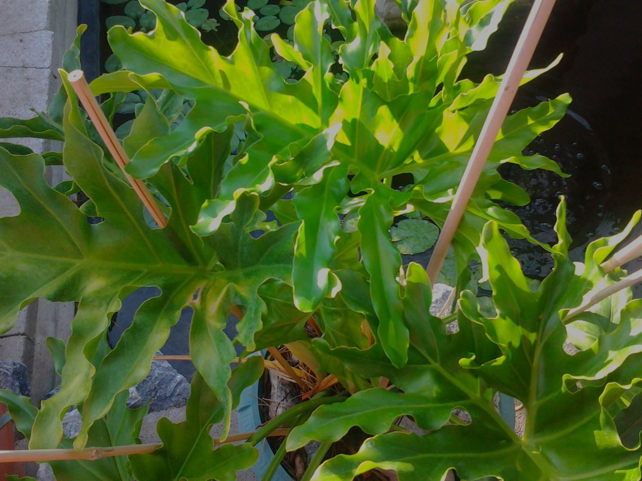 Филодендрон т 10