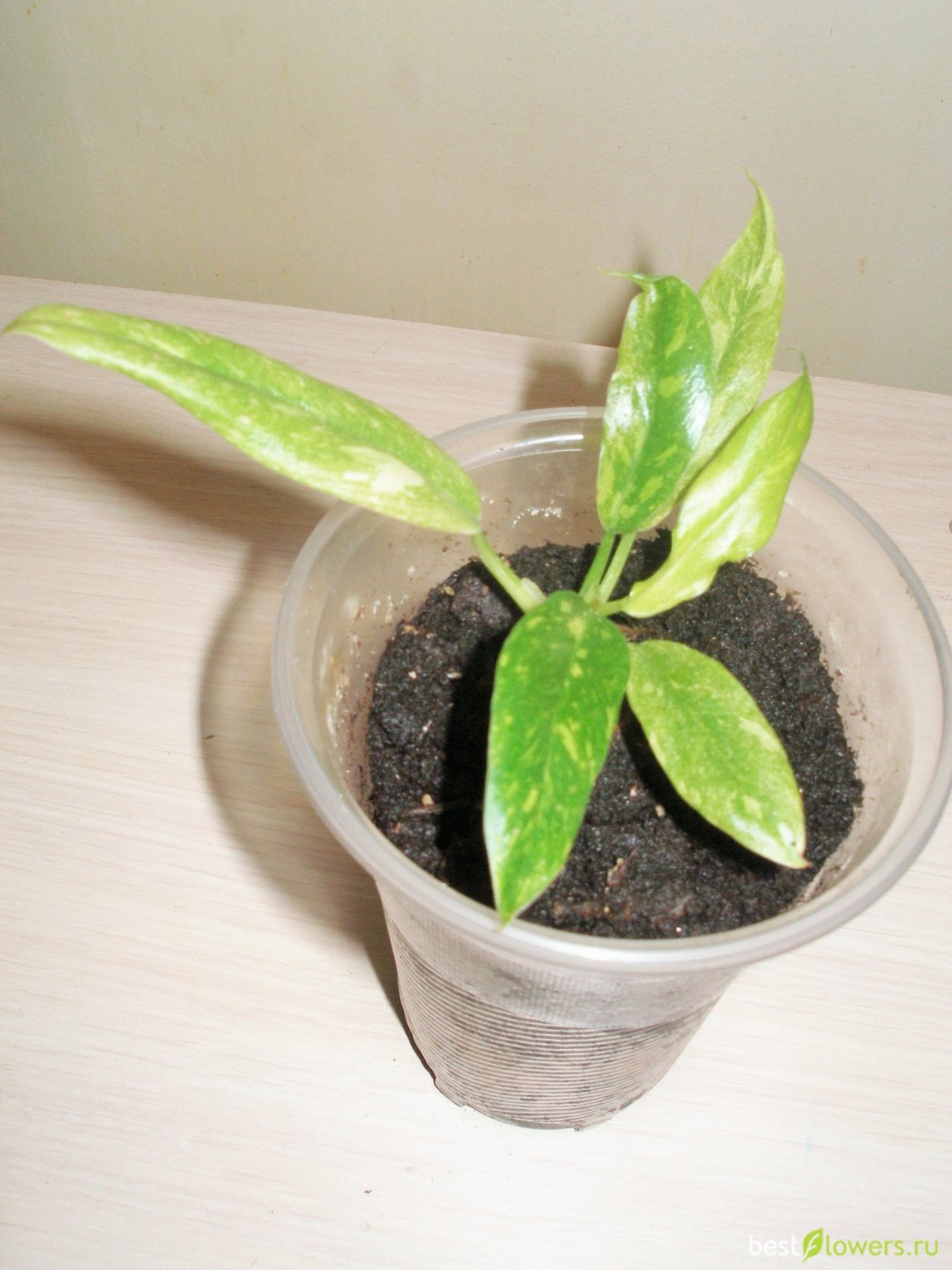 Филодендрон оф Файер