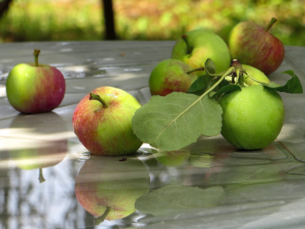 Яблоки на столе в саду