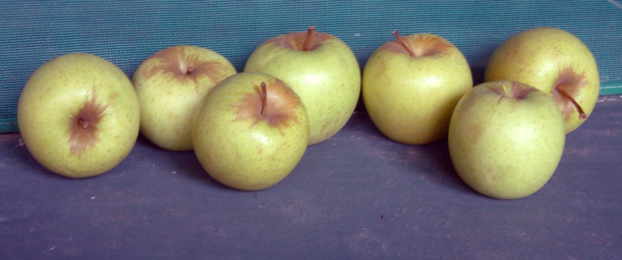 Сорт яблок Ренет Бурхардта