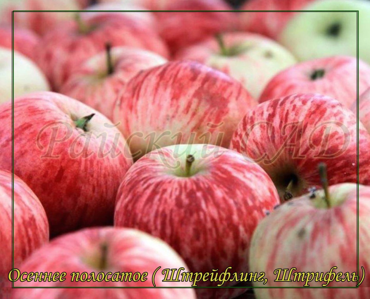 Яблоня коричное полосатое