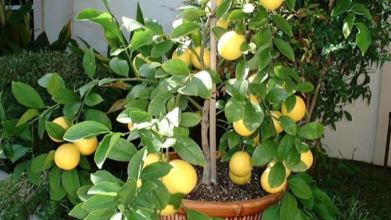 Цитрус (комнатное растение) лимон Мейера