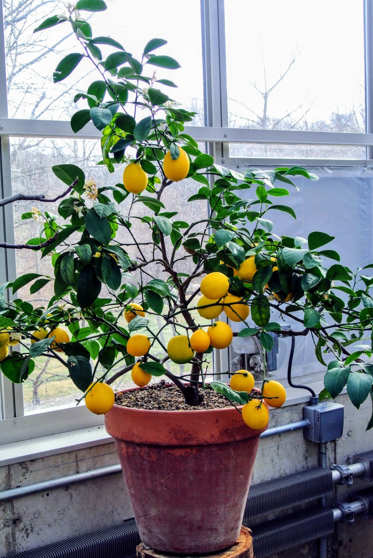 Цитрус лимон Мейера комнатный