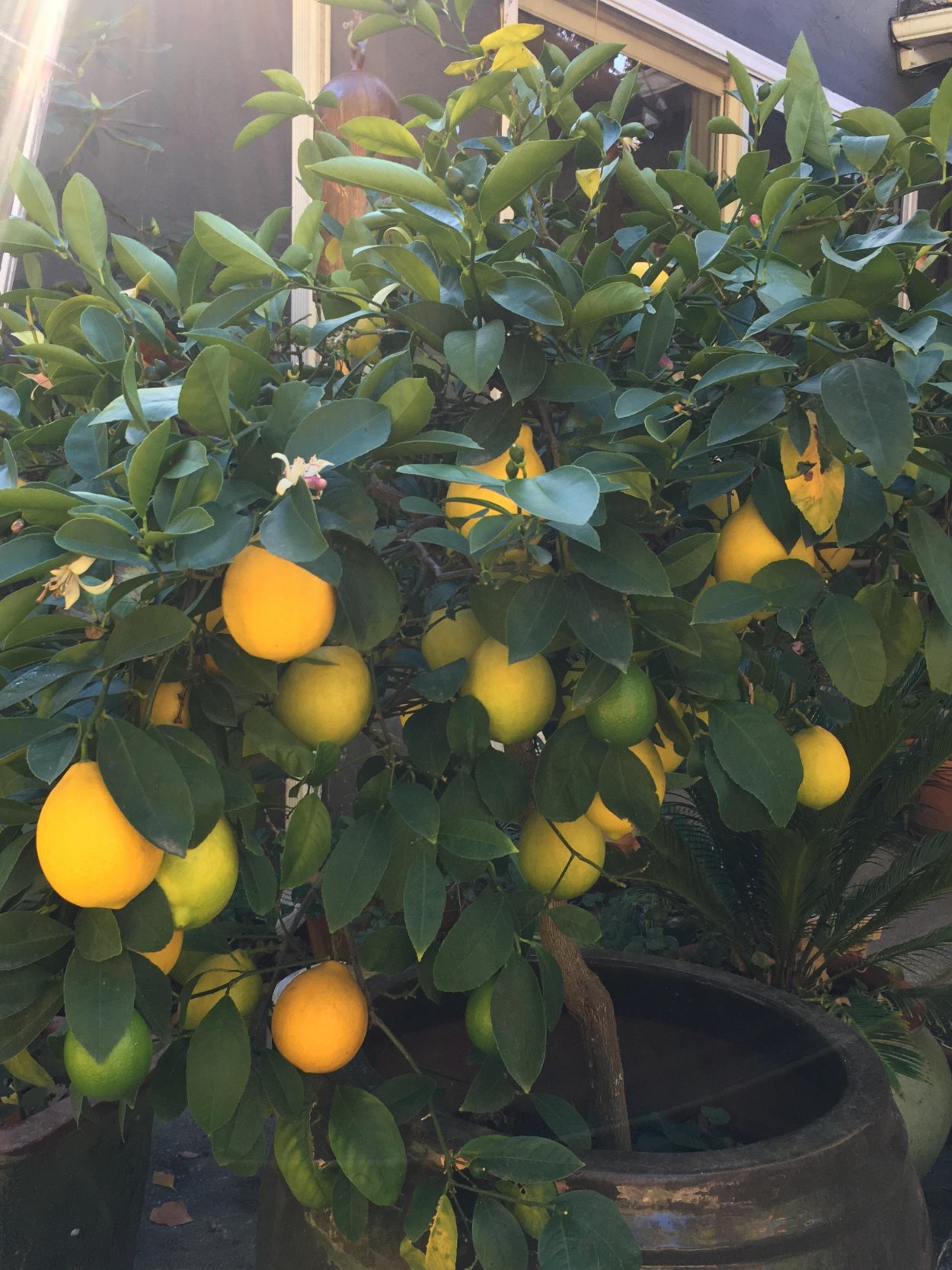 Цитрус Мейера лимон Мейера