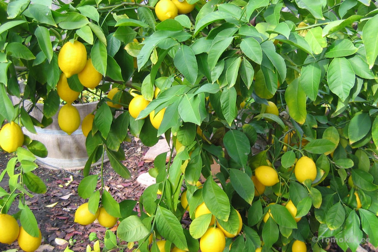 Цитрус лимон Мейера 750583