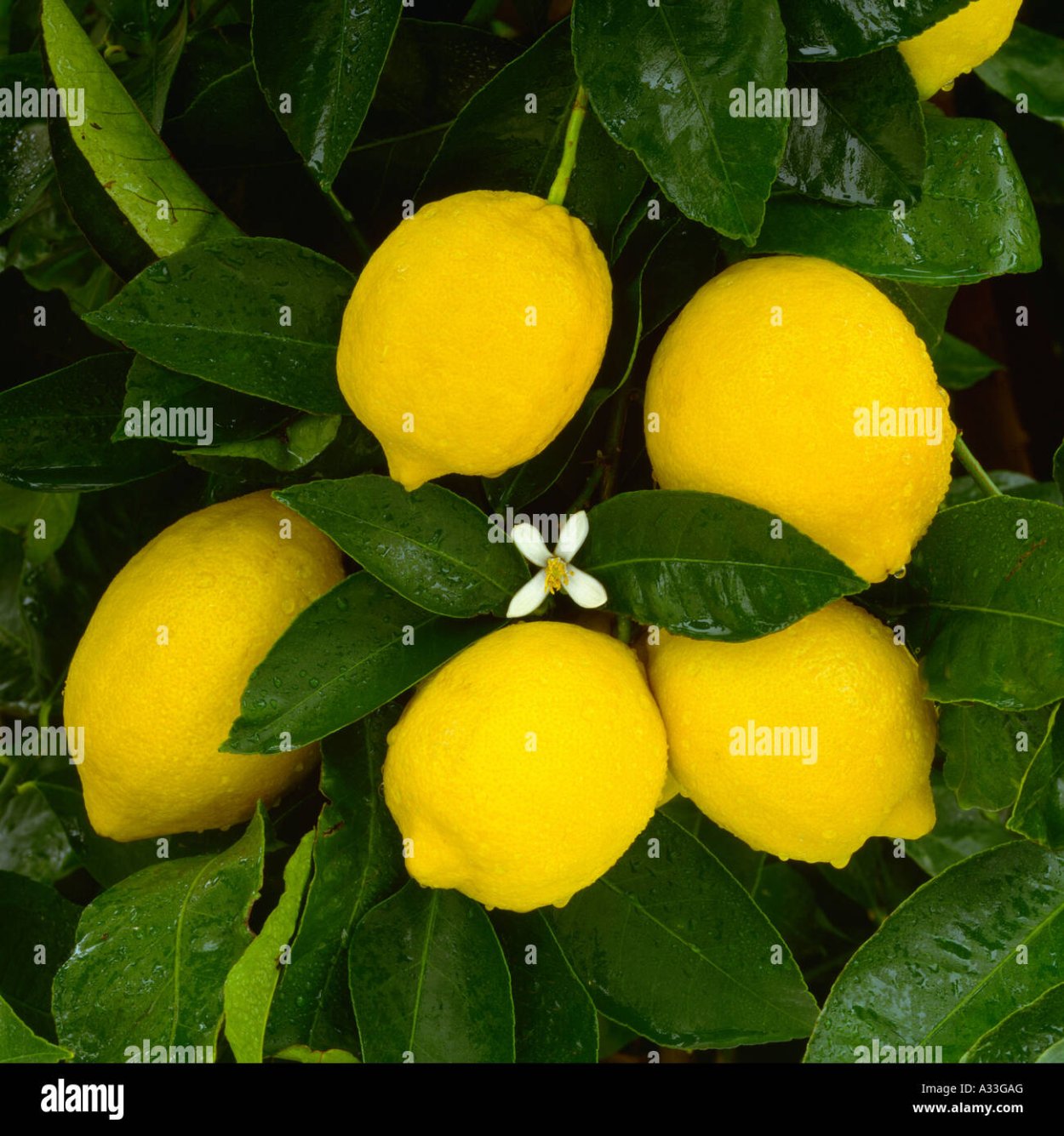 Лимон Сиракузано