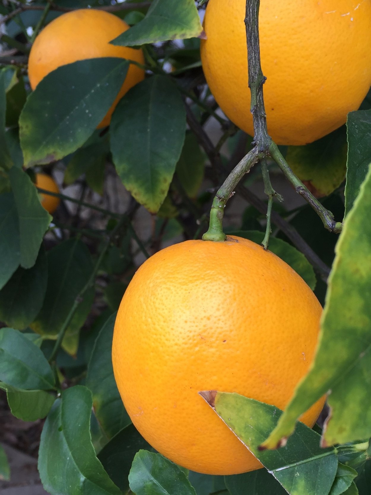 Лимонное дерево Майера