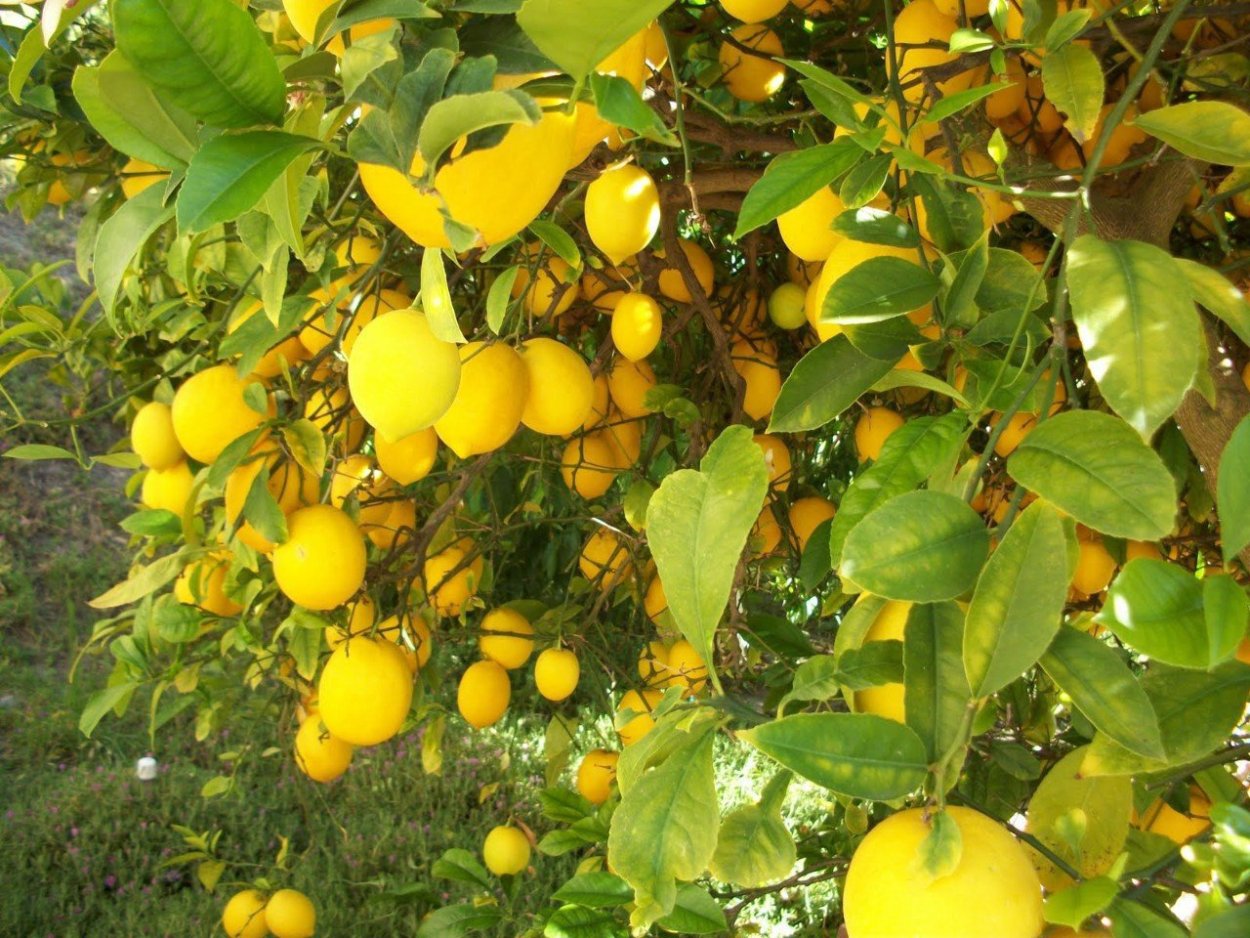 Лимон сорт Мейер