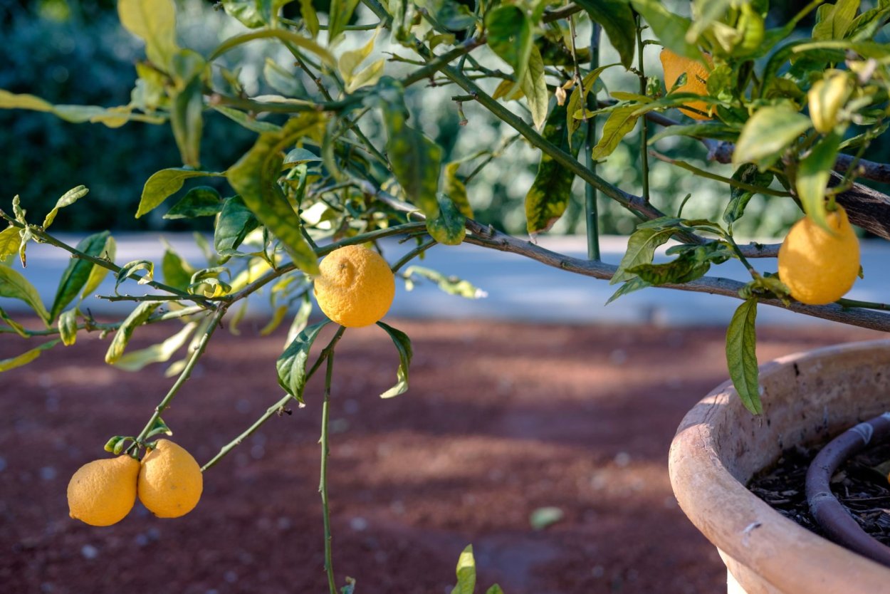 Цитрус лимон Мейера