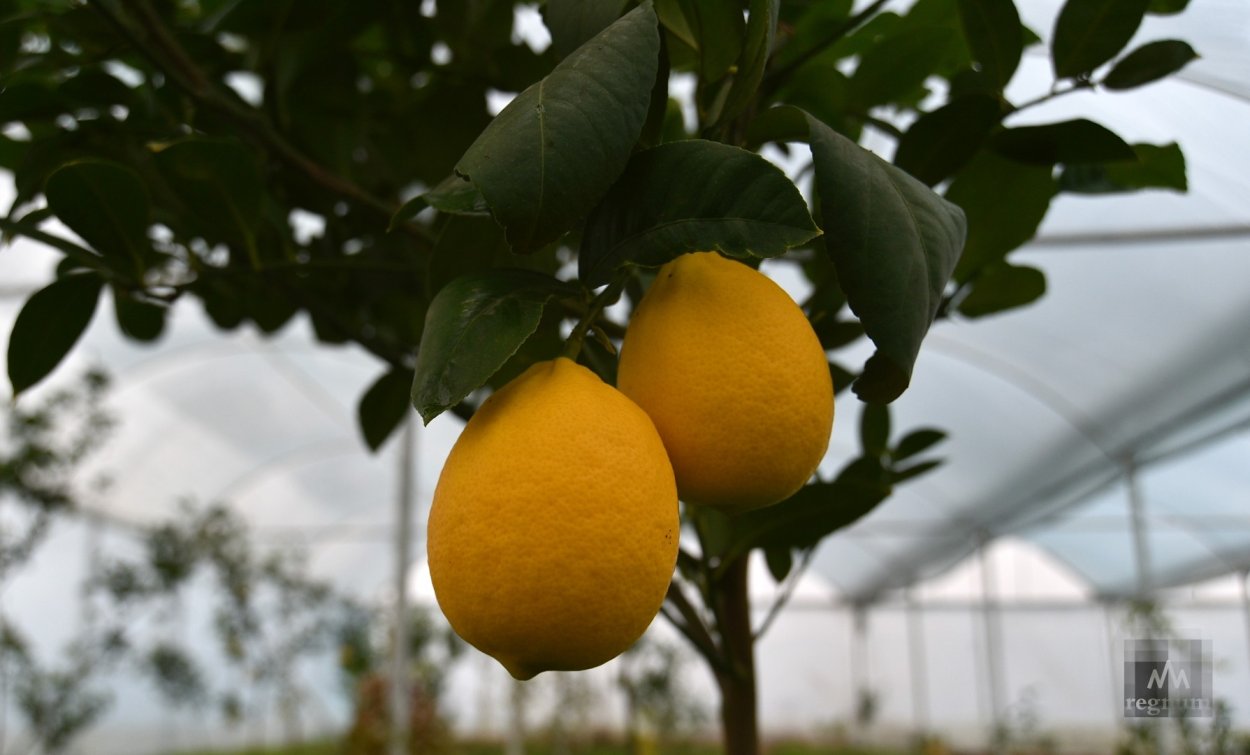 Лимон сорт Мейер