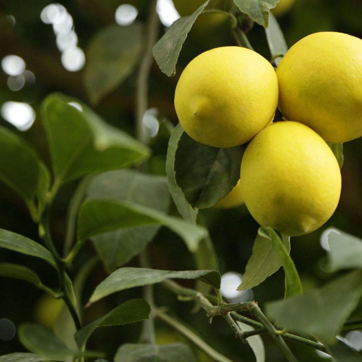 Таджикистанский лимон