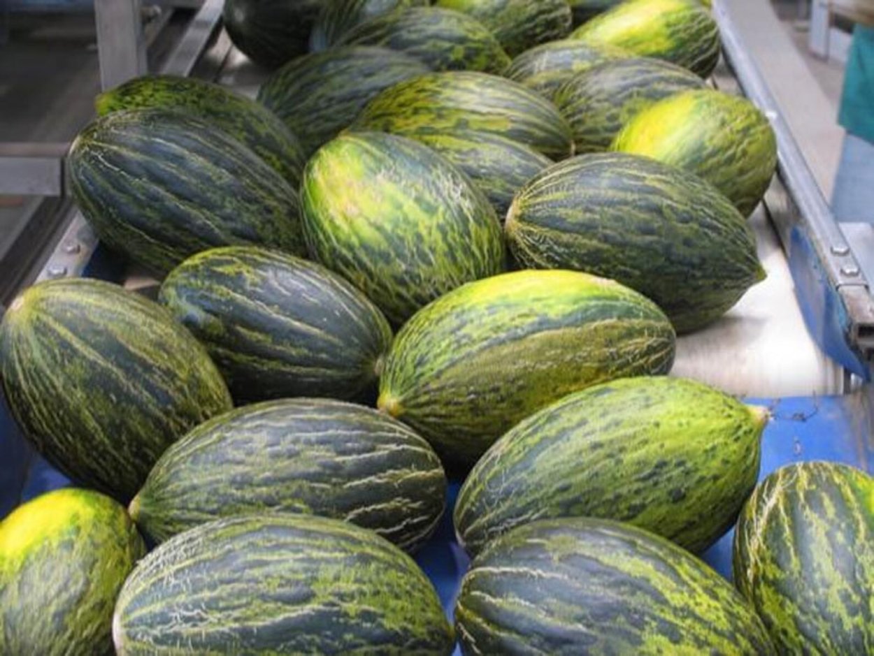 Пиел де сапо сорт дыни