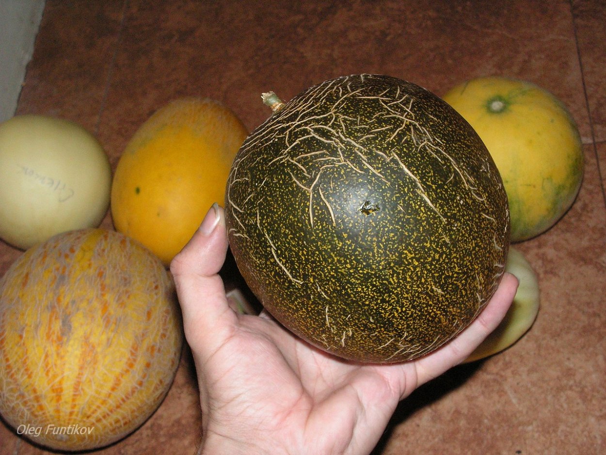 Зелёная дыня сорт