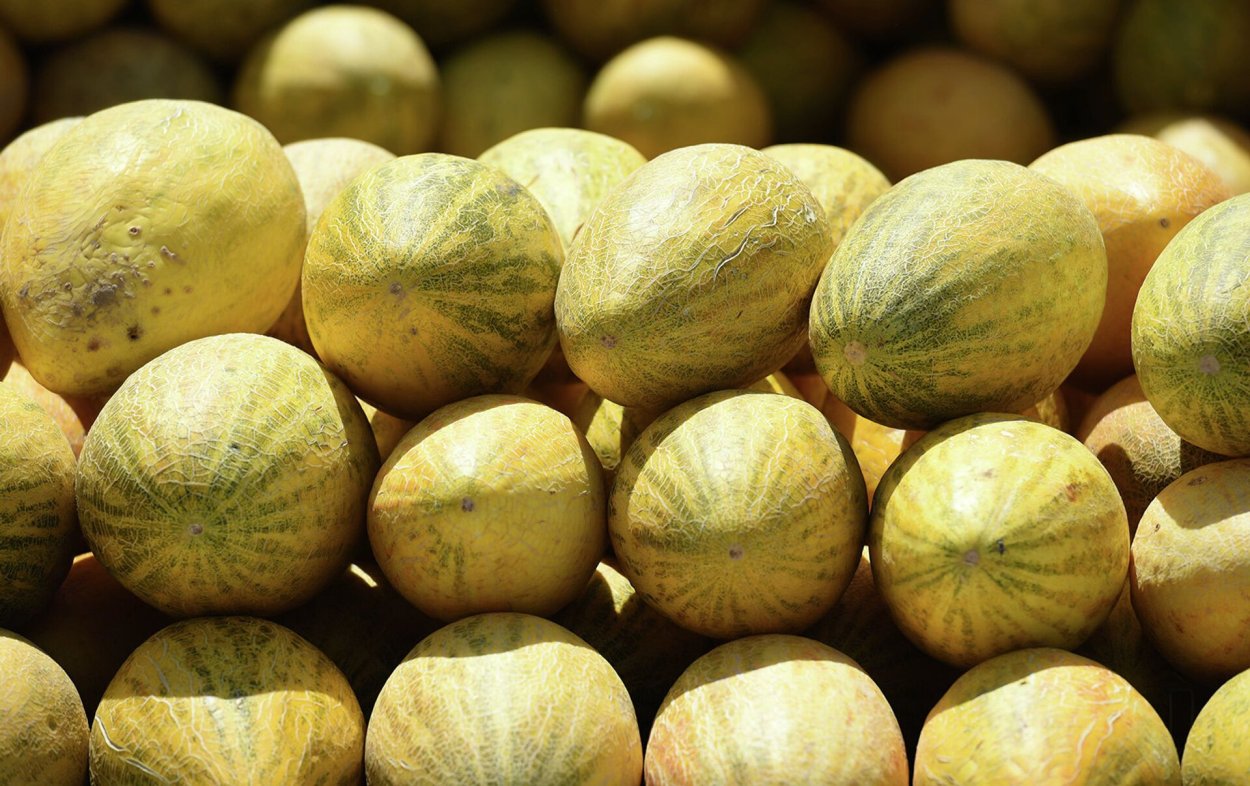 Дынная бахча Узбекистан