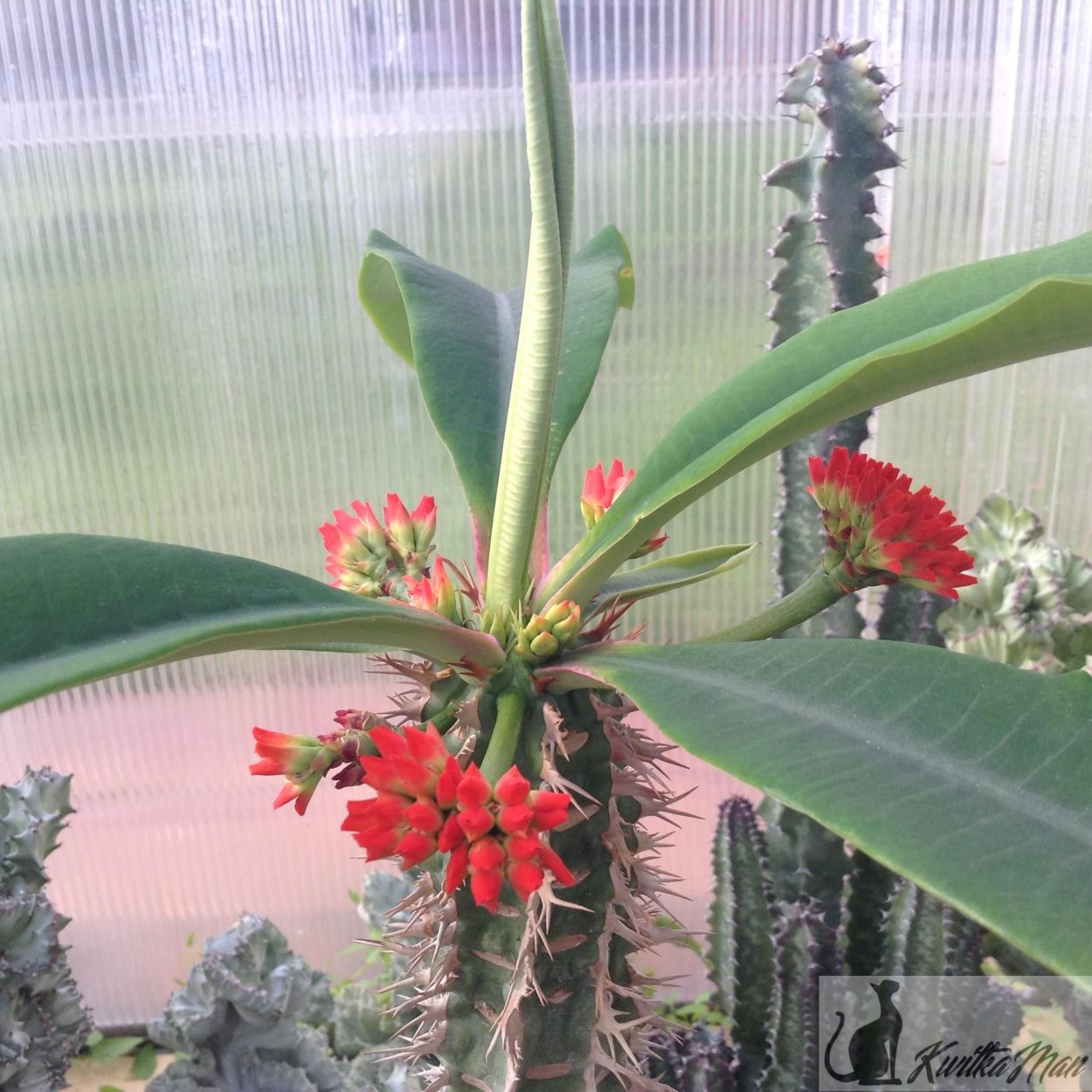 Вигуэри эуфорбия