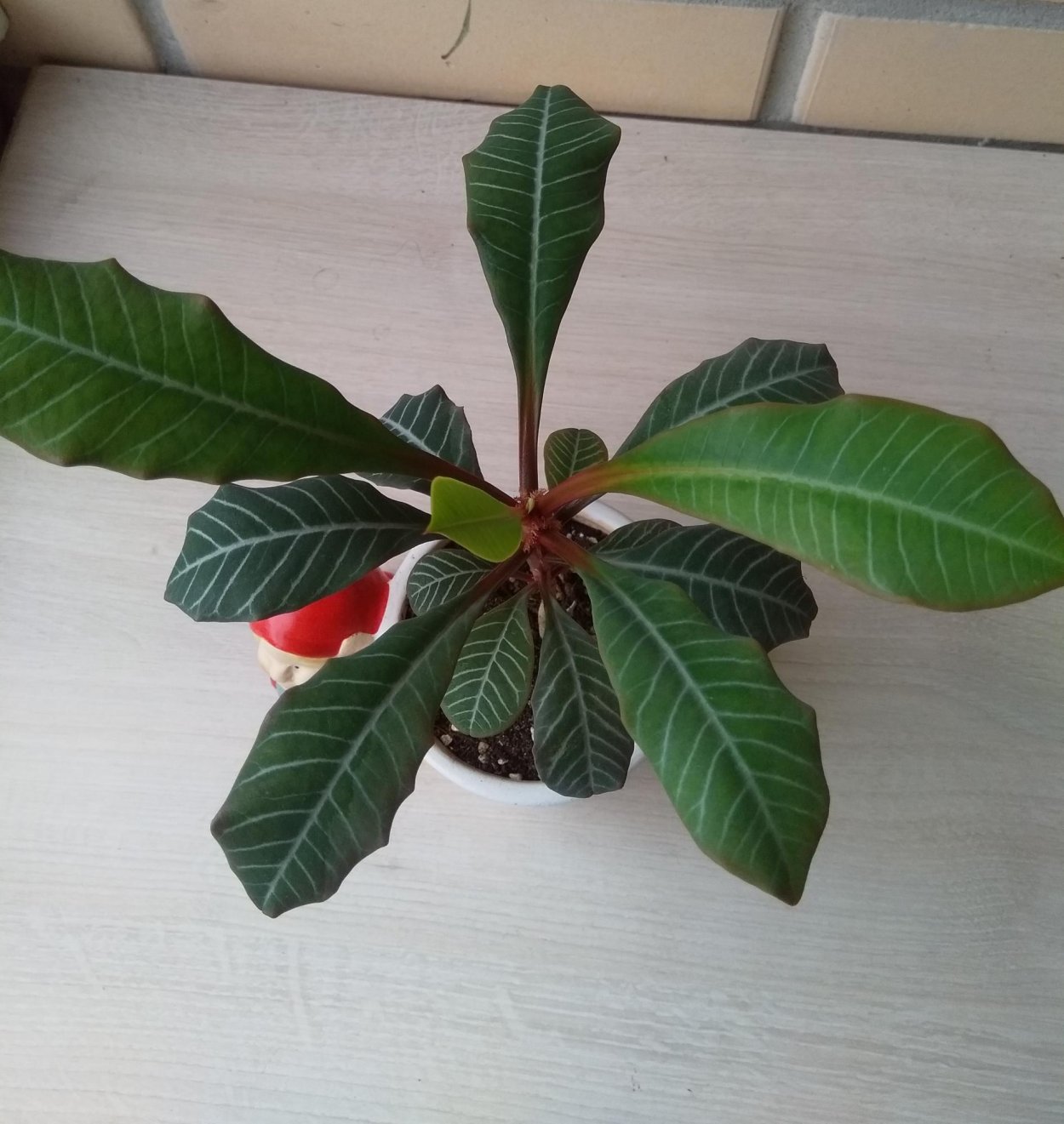 Эуфорбия молочай беложильчатый