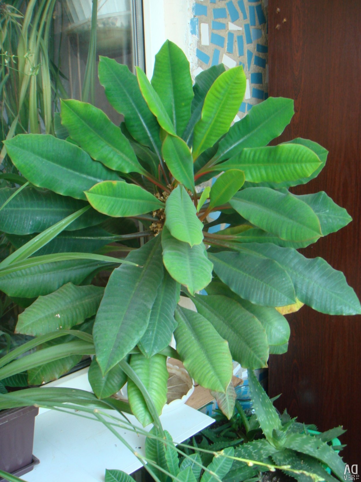 Молочай беложильчатый