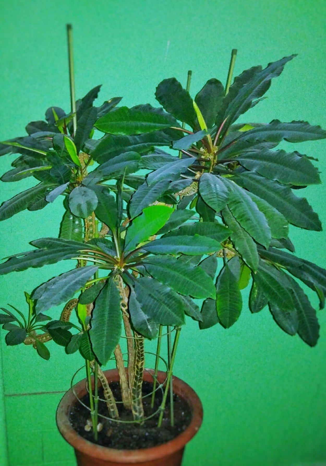 Молочай беложильчатый