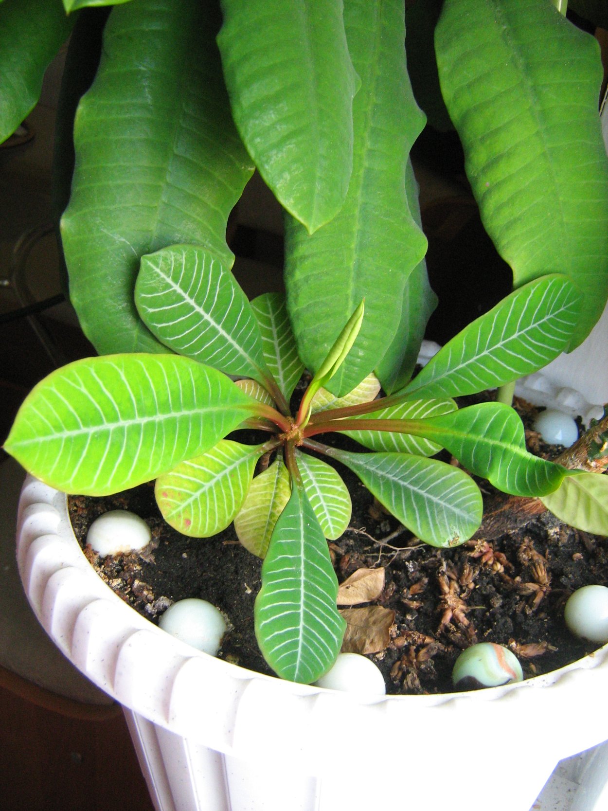 Комнатная Пальма молочай