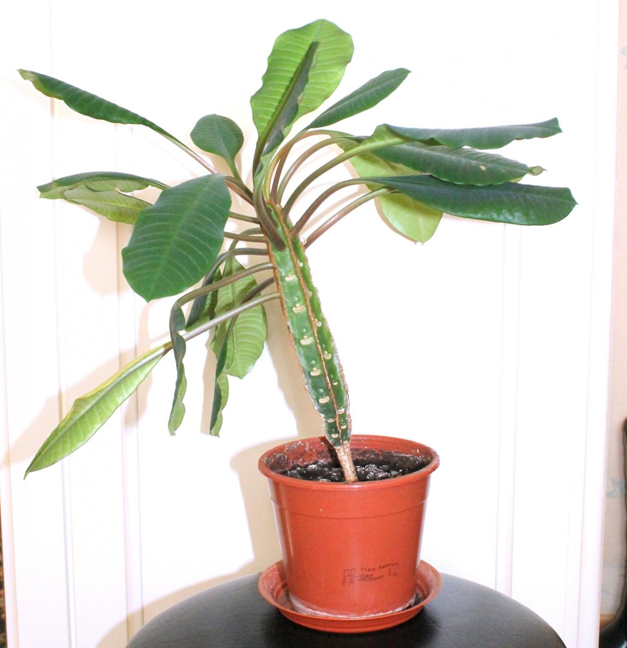 Молочай беложильчатый (Обезьянья Пальма)