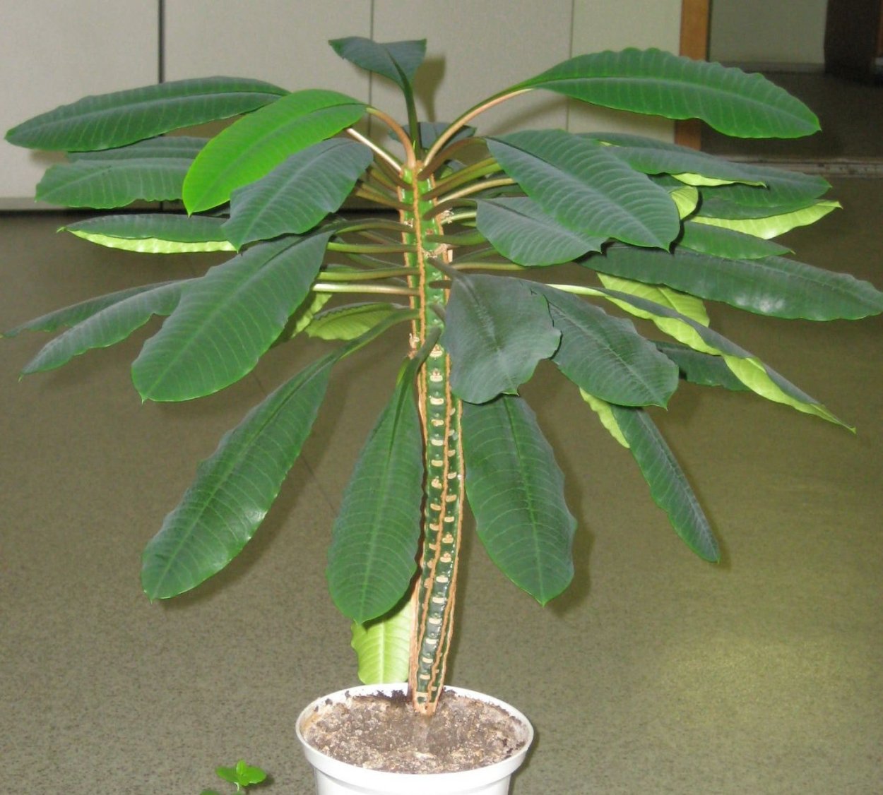 Молочай беложильчатый