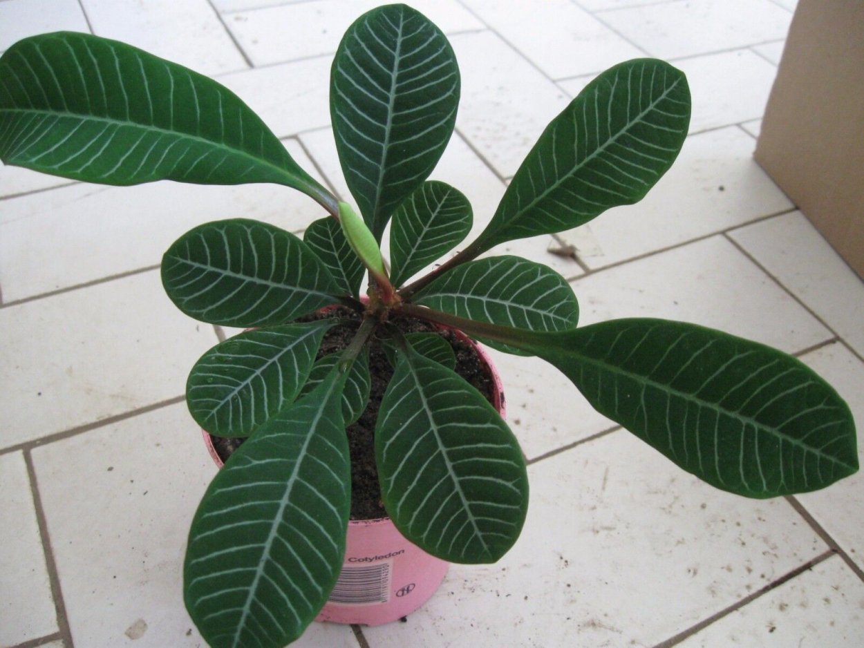 Молочай беложильчатый (Обезьянья Пальма)